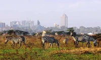 Nairobi's Pulse: Unveiling the City's Time and Trends